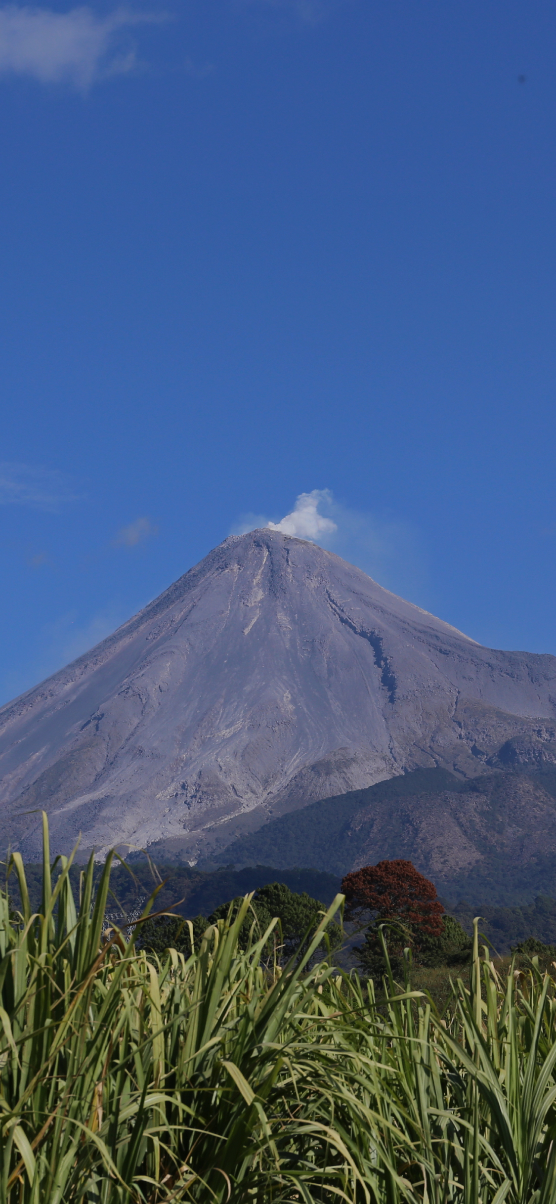 Colima